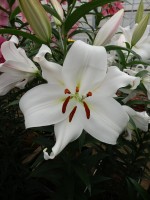 [5166 Zambesi MakTL No01.JPG]